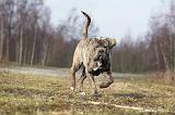 CANE CORSO 696